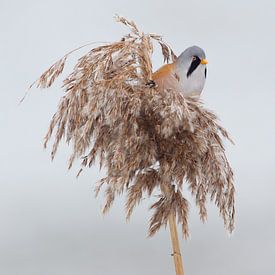 Bearded man in the reeds in the winter by Jeroen Stel