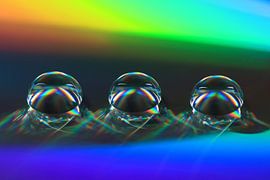 Drie op een rij (art) van Jacqueline Gerhardt