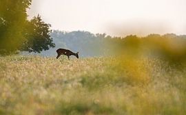 roe deer by Andy van der Steen - Fotografie
