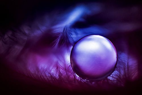 Purple drop...