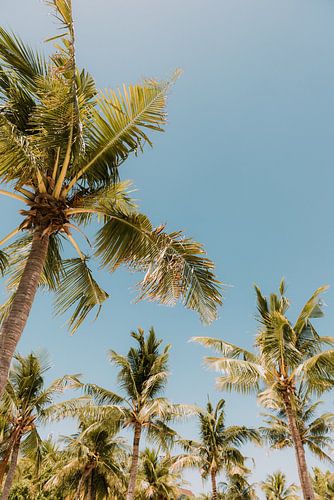 Tropisch Paradijs: Palmbomen op een Wit Zandstrand onder Helderblauwe Hemel