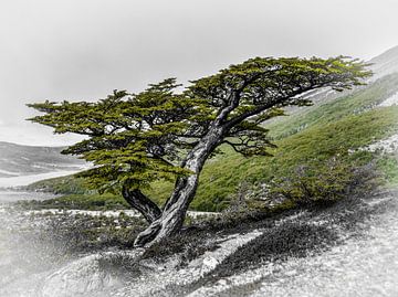 Southern beech, shaped by the Patagonian wind - with vignette by Christian Peters