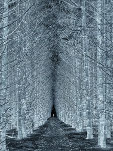 The shape in the forest
