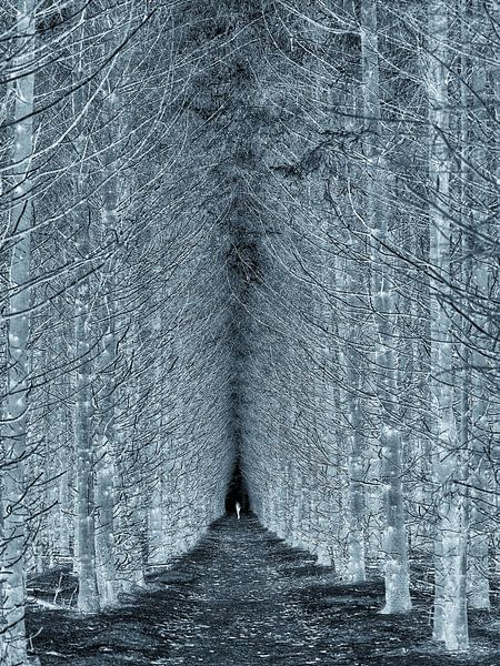 La forme dans la forêt par BHotography