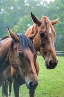 Horses