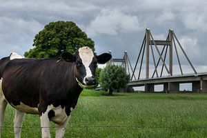 Kuh und Brücke