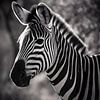 Zebra-Porträt in zeitloser Schwarzweiß-Eleganz von drdigitaldesign
