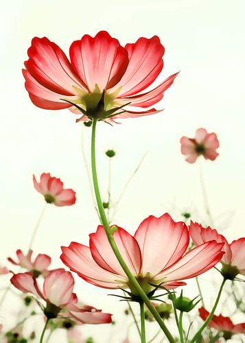 TENDER RED BLOSSOMS v2