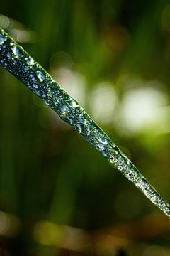 Gouttes d'eau sur Pixel4ormer