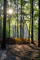 Heldere ochtend in het Bos