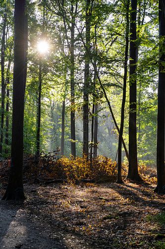 Heldere ochtend in het Bos