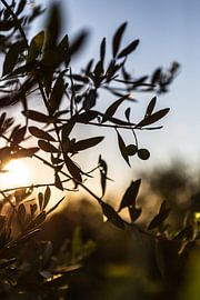 Im Olivenhain bei San Quirico d'Orcia in der Toskana (III) von André Blom Fotografie Utrecht