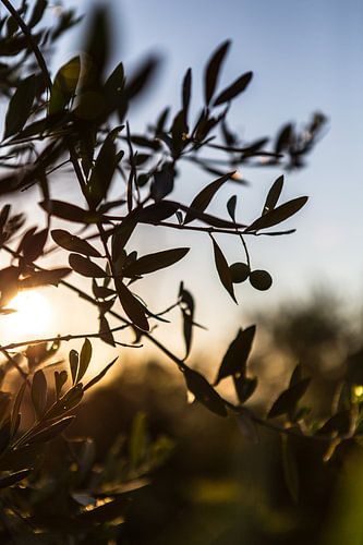 In de olijfgaard bij San Quirico d'Orcia in Toscane (III)
