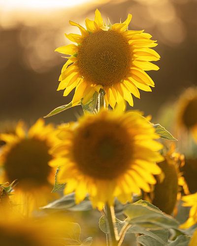 Sonnenblumen, Helianthus annuus