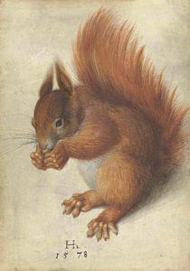 Écureuil roux, Hans Hoffmann