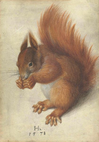 Rotes Eichhörnchen, Hans Hoffmann von Meesterlijcke Meesters