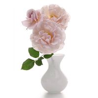 Rosa 'Belle Histoire'