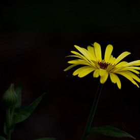 Gele Bloem / Yellow flower van Leinsview C