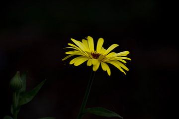 Gele Bloem / Yellow flower van Leinsview C