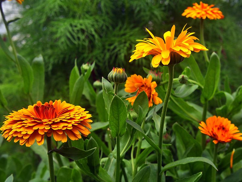 Goudsbloemen 4 van Edgar Schermaul