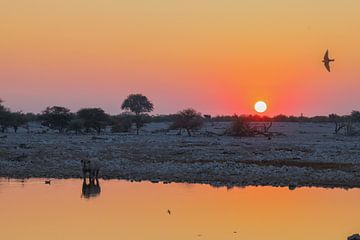 Rhinocéros au point d'eau au coucher du soleil