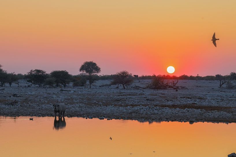 Rhinocéros au point d&#039;eau au coucher du soleil par Eddie Meijer