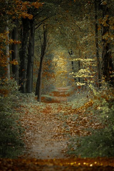 Wandeling in het herfstbos van Erna Böhre