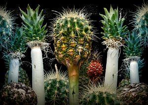 Ananas suculentus