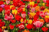 Tulpen gemengde Kleuren van Brian Morgan thumbnail