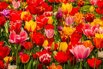 Tulpen gemengde Kleuren van Brian Morgan