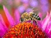 Makrofoto von einem Sonnenhut und einer Biene von ManfredFotos Miniaturansicht