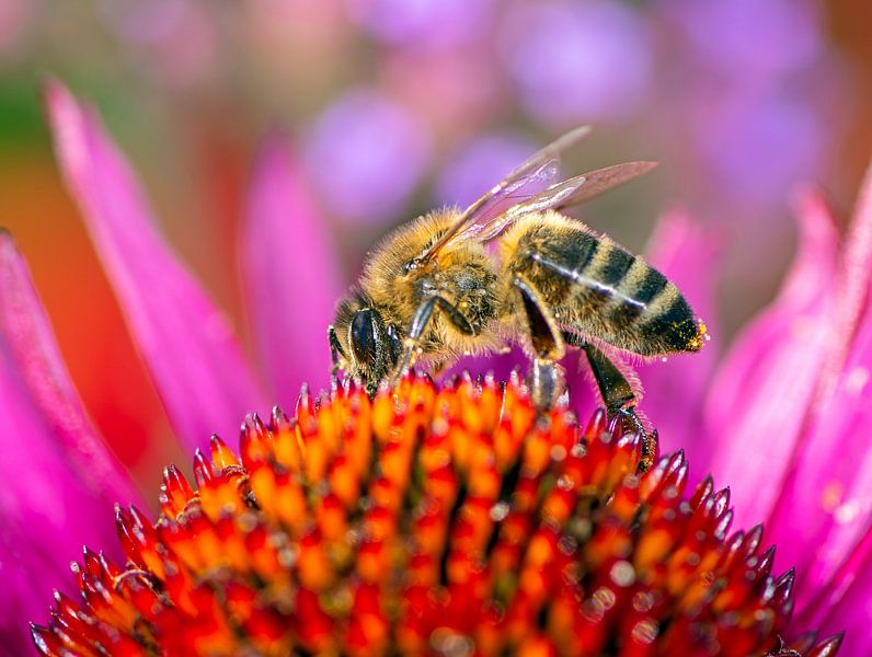 Makrofoto von einem Sonnenhut und einer Biene von ManfredFotos
