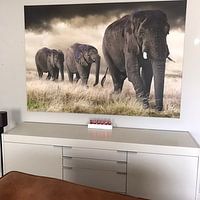 Kundenfoto: Elefanten Parade von Marcel van Balken, auf leinwand