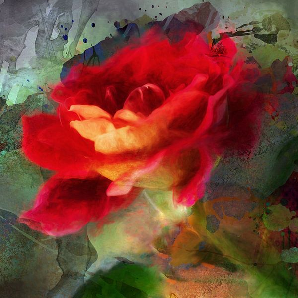 Lady rose van Andreas Wemmje