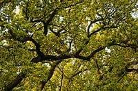 Eikenboom