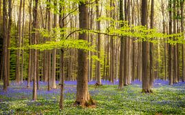 Der Frühling erwacht von Lex Schulte