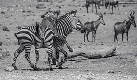 Zebra im Etosha-Nationalpark in Namibia, Afrika von Patrick Groß