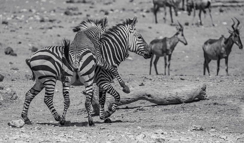 Zebra in Etosha National Park in Namibia, Africa by Patrick Groß