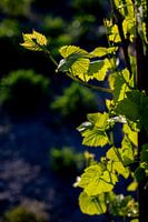 Feuille de vigne au soleil couchant