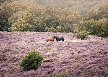 Knuffelende wilde paarden in een heideveld van Sharon de Groot