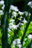 View through to white flowers