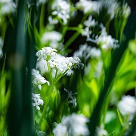 Durchblick auf weiße Blumen von Wim Elsenaar