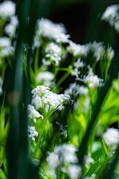 Doorkijkje naar witte bloemen van Wim Elsenaar