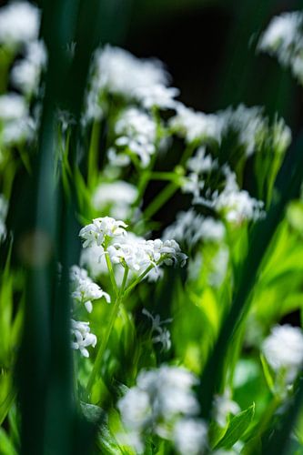 Durchblick auf weiße Blumen