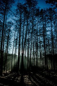 Morgennebel 
