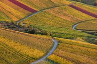 Wijngaarden in de herfst in Stuttgart van Werner Dieterich thumbnail