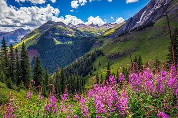 Colorado Scenic Landscape Print - Ice Lakes Basin Photo - Silverton Colorado Wall Art - Home Wall Decor - Wildflower Landscape Photography von Daniel Forster