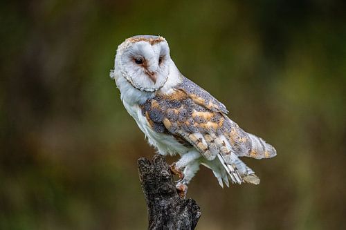 Schleiereule auf einem Ast