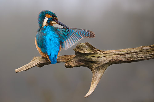 Kingfisher – It’s the feathers that make the man