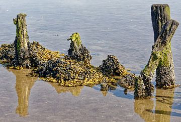 Blaaswier in het Nationaal Park Waddenzee van Peter Eckert